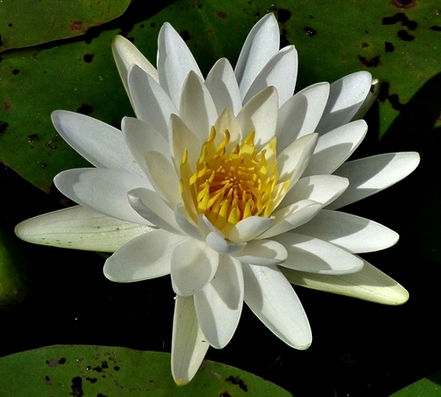 {Nymphaea odorata}
